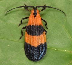Calopteron by (c) skitterbug, some rights reserved (CC BY), uploaded by skitterbug. Used under a CC-BY license.