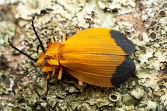 Lycus arizonensis by (c) Jake Nitta, some rights reserved (CC BY), uploaded by Jake Nitta. Used under a CC-BY license.