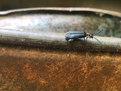 Lygistopterus perfacetus by (c) Raven Dandridge, some rights reserved (CC BY), uploaded by Raven Dandridge. Used under a CC-BY license.