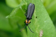 Lygistopterus perfacetus by (c) Louise Woodrich, some rights reserved (CC BY), uploaded by Louise Woodrich. Used under a CC-BY license.