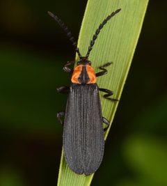 Lygistopterus perfacetus by (c) skitterbug, some rights reserved (CC BY), uploaded by skitterbug. Used under a CC-BY license.