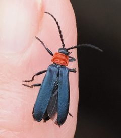 Macrolygistopterus ruficollis by (c) Wendy McCrady, some rights reserved (CC BY), uploaded by Wendy McCrady. Used under a CC-BY license.
