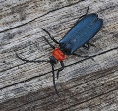 Macrolygistopterus ruficollis by (c) Wendy McCrady, some rights reserved (CC BY), uploaded by Wendy McCrady. Used under a CC-BY license.