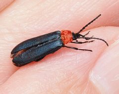 Macrolygistopterus ruficollis by (c) Wendy McCrady, some rights reserved (CC BY), uploaded by Wendy McCrady. Used under a CC-BY license.