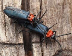 Macrolygistopterus ruficollis by (c) Wendy McCrady, some rights reserved (CC BY), uploaded by Wendy McCrady. Used under a CC-BY license.