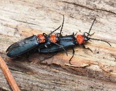 Macrolygistopterus ruficollis by (c) Wendy McCrady, some rights reserved (CC BY), uploaded by Wendy McCrady. Used under a CC-BY license.