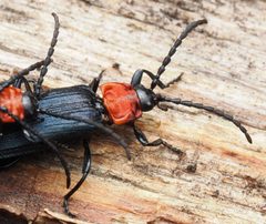 Macrolygistopterus ruficollis by (c) Wendy McCrady, some rights reserved (CC BY), uploaded by Wendy McCrady. Used under a CC-BY license.