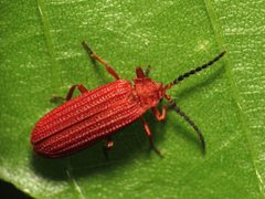Punicealis munda by (c) Katja Schulz, some rights reserved (CC BY). Used under a CC-BY license.