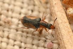 Mecomycter omalinus by (c) Trevor Van Loon, some rights reserved (CC BY), uploaded by Trevor Van Loon. Used under a CC-BY license.