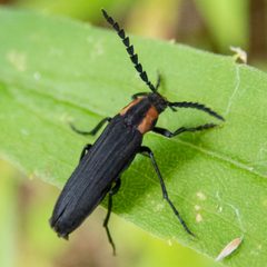 Amblyctis by (c) Randy A Nonenmacher, some rights reserved (CC BY), uploaded by Randy A Nonenmacher. Used under a CC-BY license.