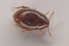 Lederia arctica by (c) Trevor Van Loon, some rights reserved (CC BY), uploaded by Trevor Van Loon. Used under a CC-BY license.