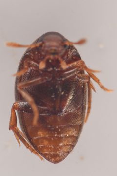 Lederia arctica by (c) Trevor Van Loon, some rights reserved (CC BY), uploaded by Trevor Van Loon. Used under a CC-BY license.
