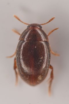 Lederia by (c) Trevor Van Loon, some rights reserved (CC BY), uploaded by Trevor Van Loon. Used under a CC-BY license.