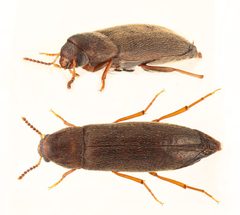 Phloiotrya concolor by no rights reserved, uploaded by Nick Bédard. Used under a CC0 license.