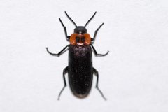 Phryganophilus collaris by (c) Owen Strickland, some rights reserved (CC BY), uploaded by Owen Strickland. Used under a CC-BY license.