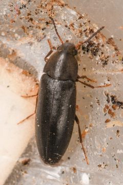 Scotochroa basalis by (c) Trevor Van Loon, some rights reserved (CC BY), uploaded by Trevor Van Loon. Used under a CC-BY license.
