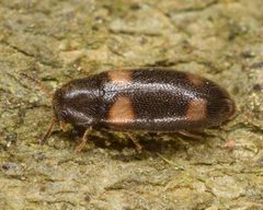 Spilotus quadripustulatus by (c) skitterbug, some rights reserved (CC BY), uploaded by skitterbug. Used under a CC-BY license.
