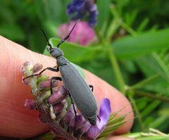 Epicauta murina by (c) christine123, some rights reserved (CC BY), uploaded by christine123. Used under a CC-BY license.