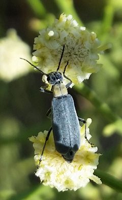 Epicauta wheeleri by (c) Jason Eckberg, some rights reserved (CC BY), uploaded by Jason Eckberg. Used under a CC-BY license.