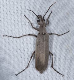 Epicauta arizonica by (c) Don Loarie, some rights reserved (CC BY), uploaded by Don Loarie. Used under a CC-BY license.