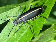 Epicauta cinctipennis by (c) Luke Padon, some rights reserved (CC BY), uploaded by Luke Padon. Used under a CC-BY license.
