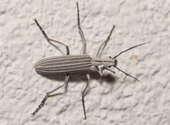 Epicauta costata by (c) Jeremiah Degenhardt, some rights reserved (CC BY), uploaded by Jeremiah Degenhardt. Used under a CC-BY license.
