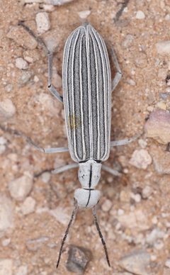 Epicauta costata by (c) Rosario, some rights reserved (CC BY), uploaded by Rosario. Used under a CC-BY license.