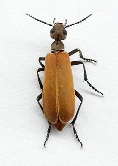 Epicauta ochrea by (c) jimeckert49, some rights reserved (CC BY). Used under a CC-BY license.