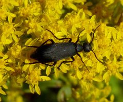 Epicauta pensylvanica by (c) John B., some rights reserved (CC BY). Used under a CC-BY license.
