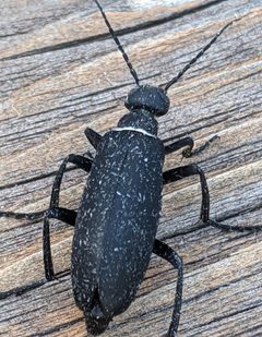Epicauta segmenta by (c) Benjamin Burgunder, some rights reserved (CC BY), uploaded by Benjamin Burgunder. Used under a CC-BY license.