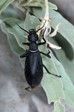 Epicauta segmenta by (c) Tom Kennedy, some rights reserved (CC BY), uploaded by Tom Kennedy. Used under a CC-BY license.