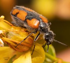 Eupompha elegans by no rights reserved, uploaded by Jesse Rorabaugh. Used under a CC0 license.