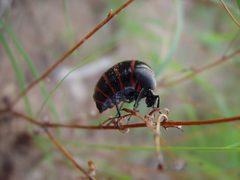 Megetra punctata by (c) Gordon C. Snelling, some rights reserved (CC BY), uploaded by Gordon C. Snelling. Used under a CC-BY license.