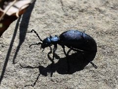 Meloe angusticollis by (c) Claire Moxon-Waltz, some rights reserved (CC BY), uploaded by Claire Moxon-Waltz. Used under a CC-BY license.