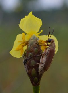 Epicauta batesii by (c) Daniel McNair, some rights reserved (CC BY), uploaded by Daniel McNair. Used under a CC-BY license.