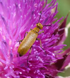 Epicauta ferruginea by (c) Nick Block, some rights reserved (CC BY), uploaded by Nick Block. Used under a CC-BY license.