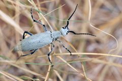 Epicauta longicollis by (c) Tom Kennedy, some rights reserved (CC BY), uploaded by Tom Kennedy. Used under a CC-BY license.