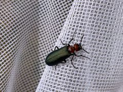 Lytta aeneipennis by (c) Darin J McGuire, some rights reserved (CC BY), uploaded by Darin J McGuire. Used under a CC-BY license.