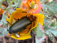 Lytta aeneipennis by (c) Darin J McGuire, some rights reserved (CC BY), uploaded by Darin J McGuire. Used under a CC-BY license.