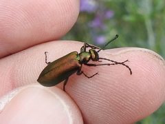 Lytta chloris by (c) Sam Kieschnick, some rights reserved (CC BY), uploaded by Sam Kieschnick. Used under a CC-BY license.