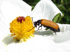 Lytta fulvipennis by (c) Annika Lindqvist, some rights reserved (CC BY), uploaded by Annika Lindqvist. Used under a CC-BY license.