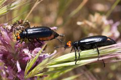 Lytta tenebrosa by (c) Ken-ichi Ueda, some rights reserved (CC BY), uploaded by Ken-ichi Ueda. Used under a CC-BY license.