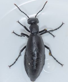 Meloe strigulosus by (c) Don Loarie, some rights reserved (CC BY), uploaded by Don Loarie. Used under a CC-BY license.