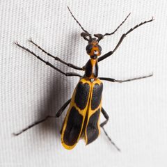 Pyrota obliquefascia by (c) Ken-ichi Ueda, some rights reserved (CC BY), uploaded by Ken-ichi Ueda. Used under a CC-BY license.