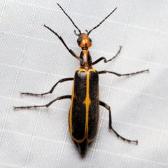 Pyrota obliquefascia by (c) Ken-ichi Ueda, some rights reserved (CC BY), uploaded by Ken-ichi Ueda. Used under a CC-BY license.