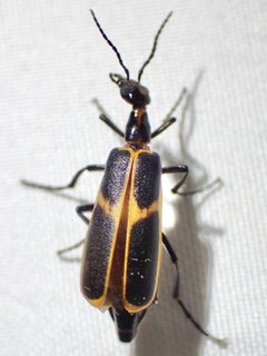 Pyrota obliquefascia by (c) Sue Carnahan, some rights reserved (CC BY), uploaded by Sue Carnahan. Used under a CC-BY license.