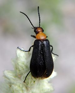 Nemognatha nemorensis by no rights reserved, uploaded by lightbed. Used under a CC0 license.