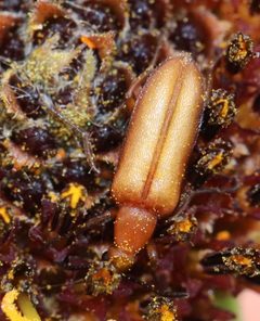 Gnathium minimum by (c) Catherine C. Galley, some rights reserved (CC BY), uploaded by Catherine C. Galley. Used under a CC-BY license.
