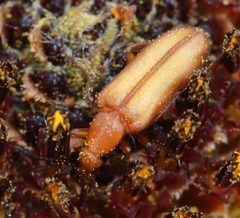 Gnathium minimum by (c) Catherine C. Galley, some rights reserved (CC BY), uploaded by Catherine C. Galley. Used under a CC-BY license.