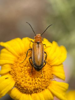 Nemognatha macswaini by (c) Rachel Allingham, some rights reserved (CC BY), uploaded by Rachel Allingham. Used under a CC-BY license.